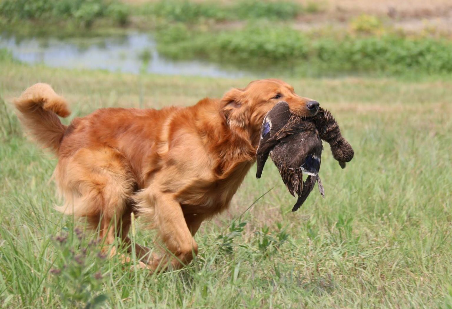 Intheblind Field Golden Retrievers Golden Retrievers, Victoria, Australia